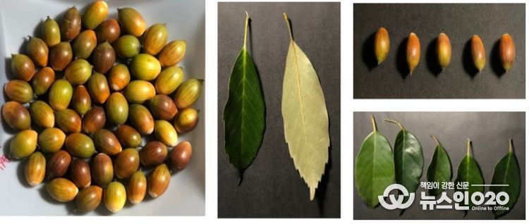 종가시나무 도토리와 잎 형태