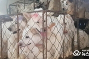 잔혹한 방법으로 동물 도살...경기도 특사경, 동물 관련 불법행위 14건 적발