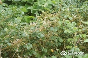 화성시, 공원 내 급증하는 칡덩굴 제거 나서