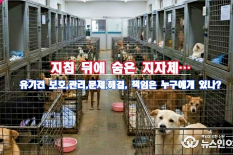 유기견은 늘고, 책임은 사라졌다.?