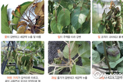 화성시, 사과˙배 농가 과수화상병 대비 약제 배부