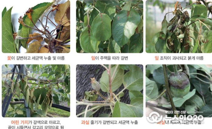 과수화상병 증상 사진(사과)