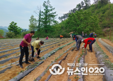 삼죽면 주민자치위원회 도농교류 ‘고구마 심기’ 체험행사