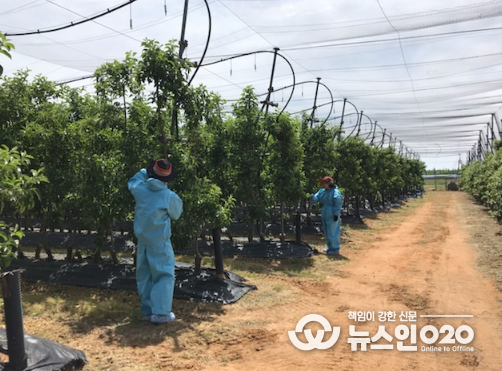 화성시, 사과·배 농가 과수화상병 전수조사