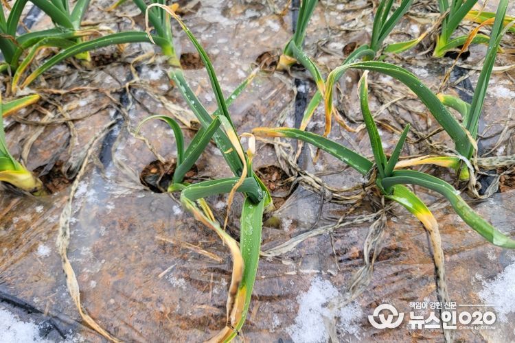 따뜻했던 월동기…마늘 관리 시기 앞당겨져
