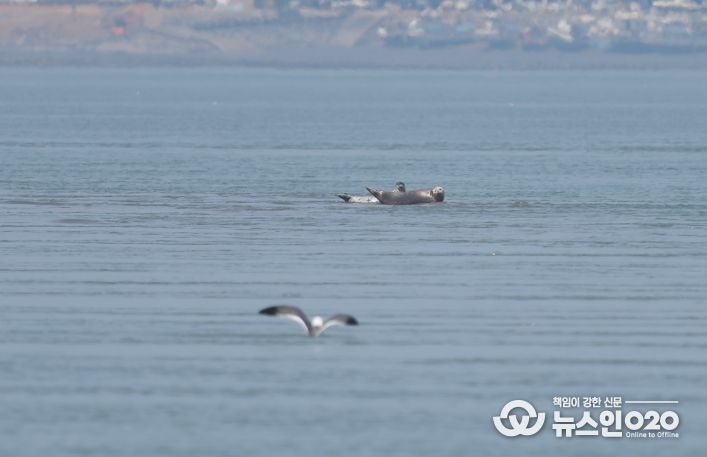 충청남도가로림만 점박이물범 올해 첫 포착