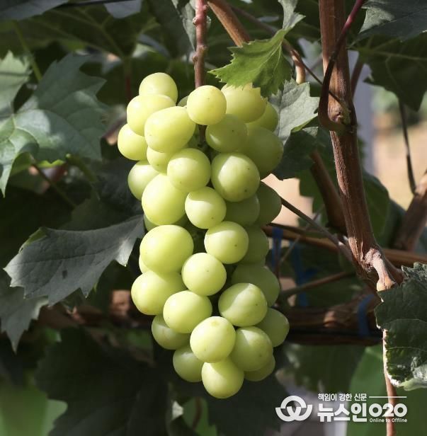 샤인머스켓