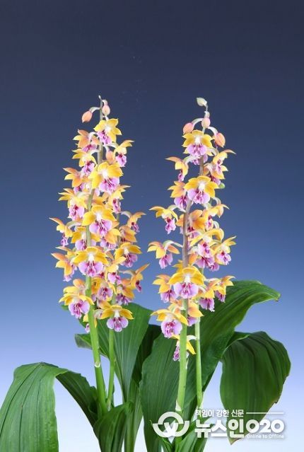 ‘2025전국새우란(蘭)대전’성황리 종료..