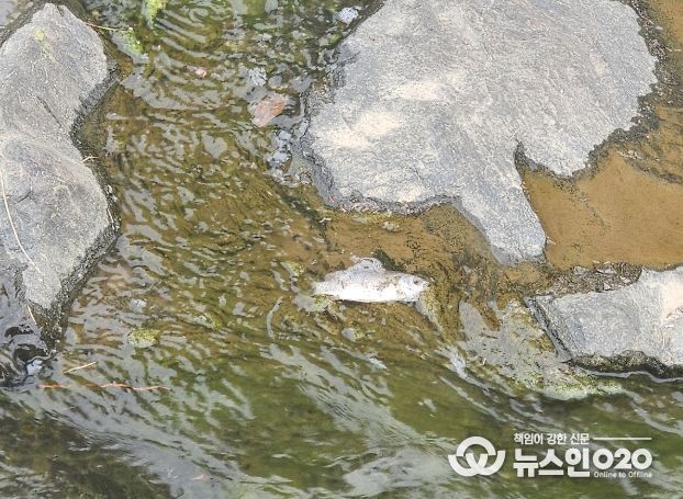 여수 웅천못공원 내 폐사한 소형 어류(붕어류)