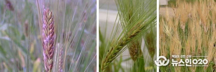 다양한 맥류 붉은곰팡이병 발생 사진들.