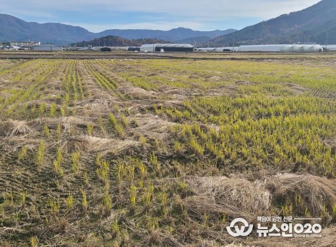 친환경농업 1번지 고흥군, 볏짚 환원사업으로 유기농업 확산 견인