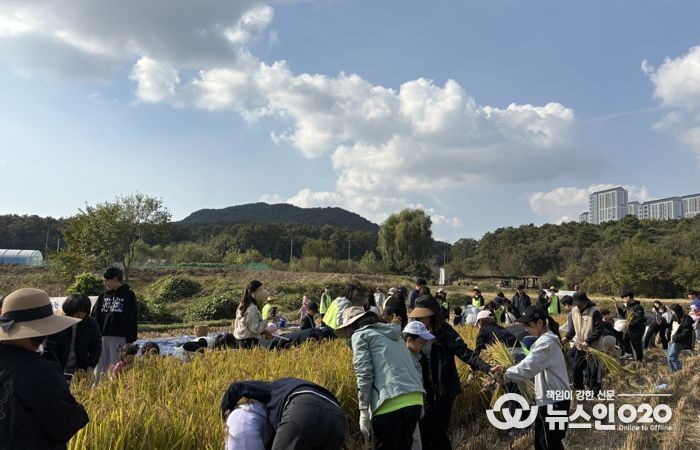 시민과 함께하는 가을걷이 행사에 참여한 시민들이 추수를 하고 있다
