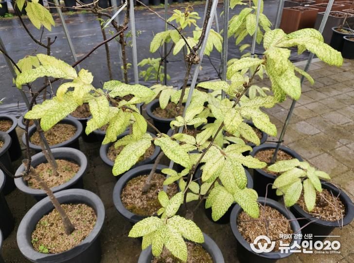 신안 천사 굴참나무(묘목)