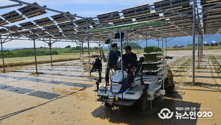 영암군 영농형 태양광 실증 논 벼이양작업