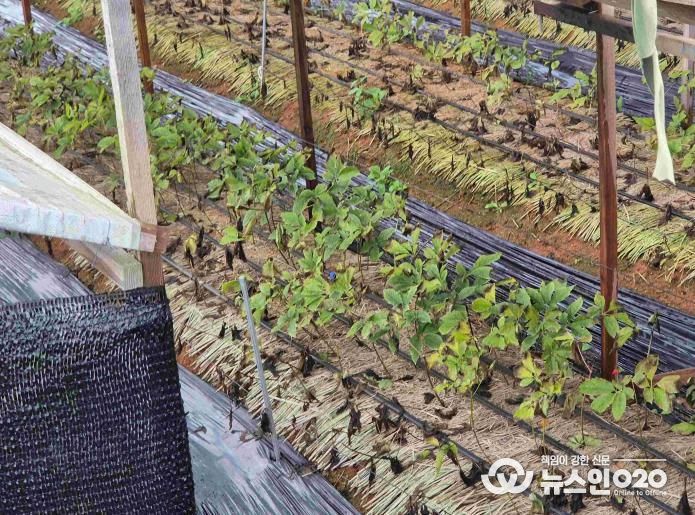 안성시, 농업시설 폭설·한파 사전대비 및 현장점검 실시