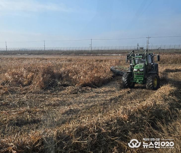 한강하구 자생 갈대 수거