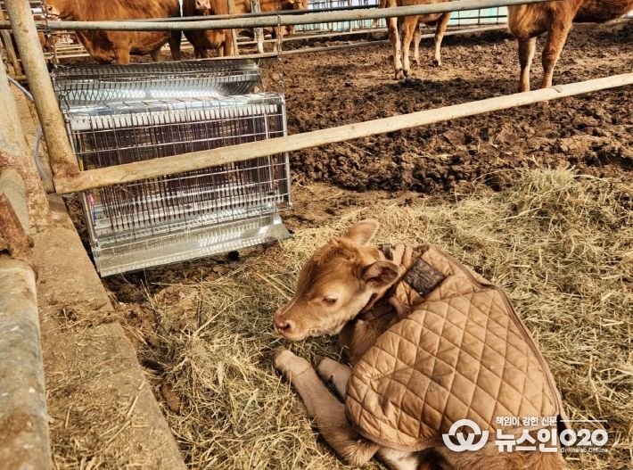 충북농업기술원, 겨울철 가축 사양관리