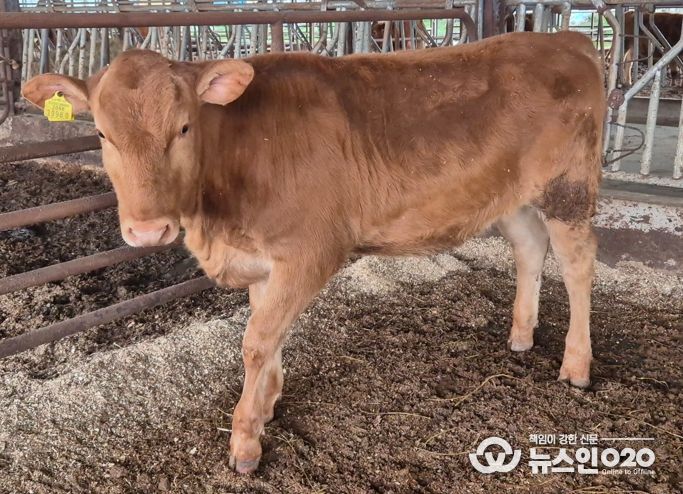 ‘충남 우수 한우 수정란 보급사업’ 효과성 입증