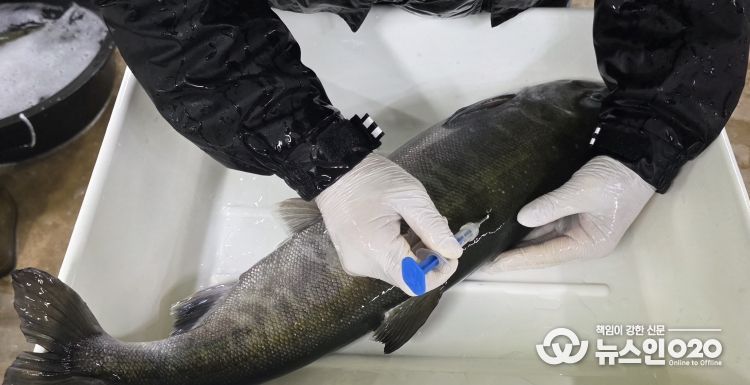국내 양식산 연어로 첫 인공 채란 성공!