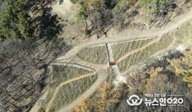 용인특례시가 수지구 죽전동에 조성한 '도시 숲' 모습