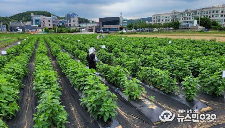 익직불제 대응 소면적 작물 비료사용 기준 설정