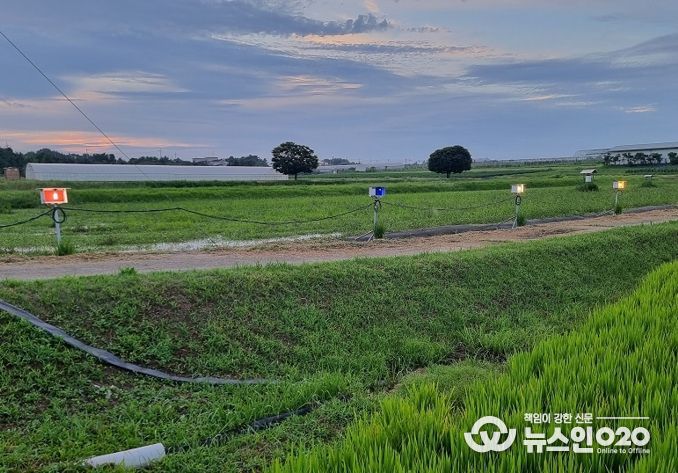 먹노린재 최적 방제 전략 찾았다