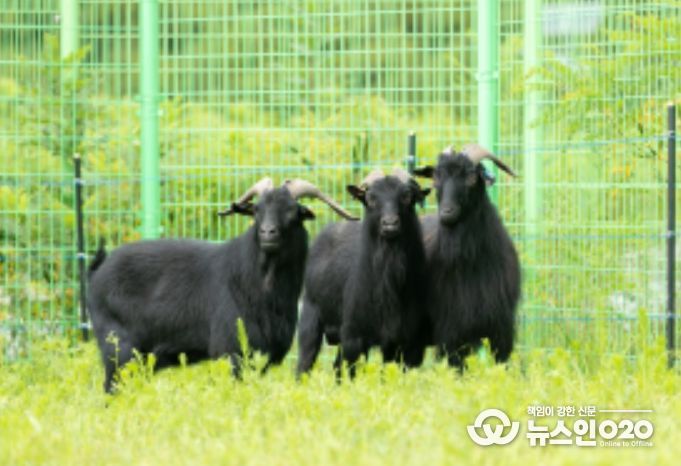 흑염소(제공: 국립축산과학원 가축유전자원센터)