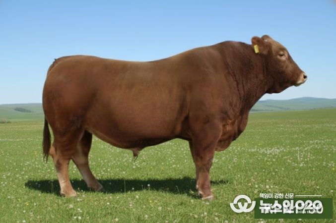 KPN1730(도체중 우수)