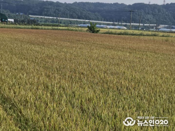 서천군, 벼 깨씨무늬병 사전예방 당부