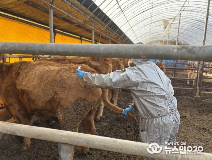 구제역 백신 접종