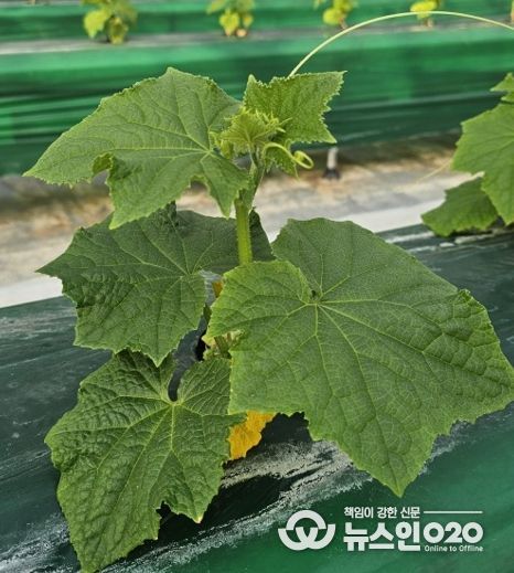 시설채소 최대 골칫거리 없앤다