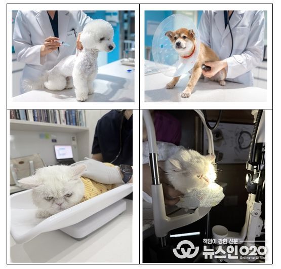 반려동물 진료