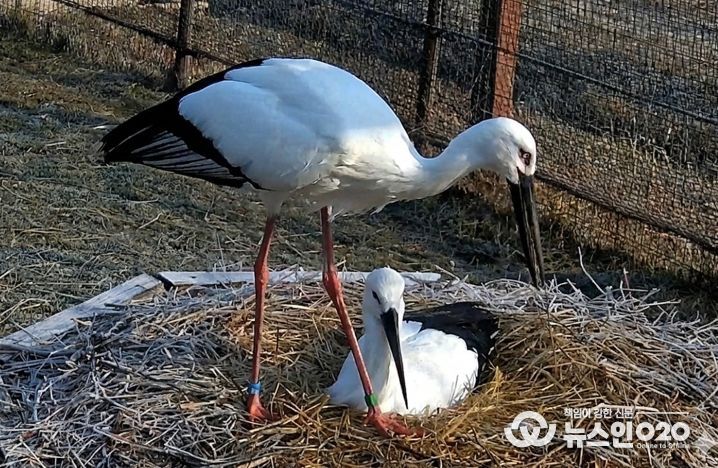 한일 황새 커플 모습
