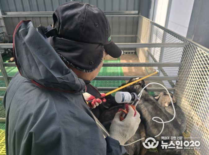 우제류 가축 구제역 백신접종