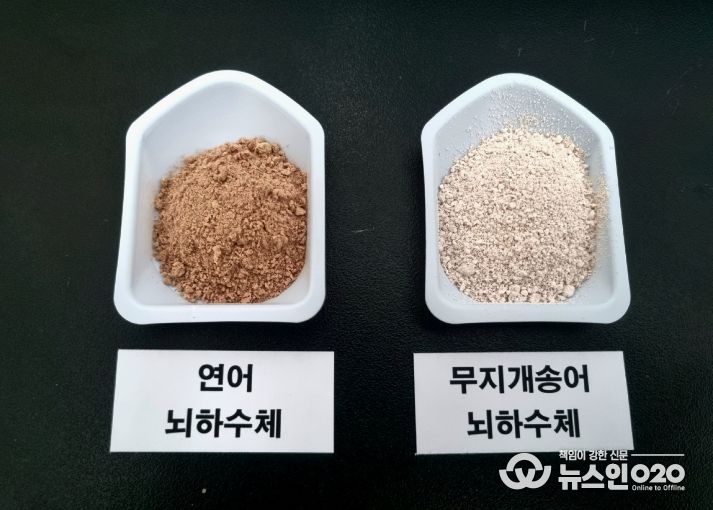 민물장어 인공종자 생산 연구