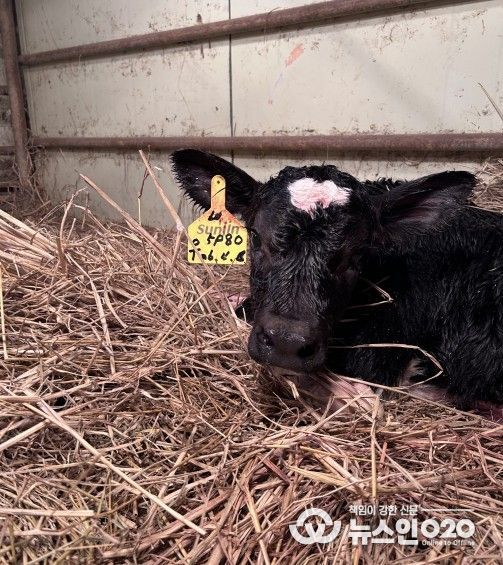 송아지 출산