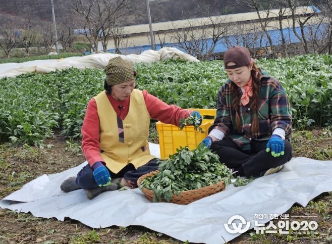 전옥자 농가가 삼잎국화와 관련해서 ‘6시 내고향’ 촬영을 진행하고 있다.